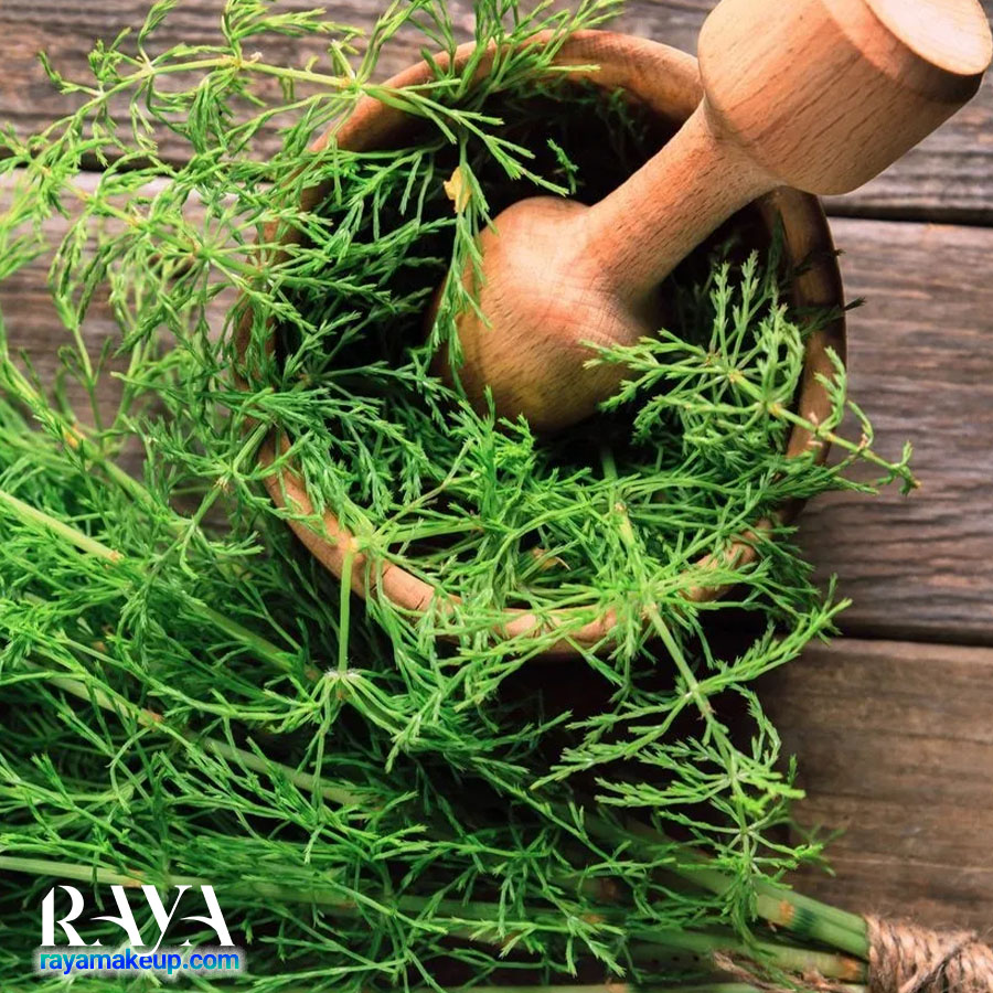 فواید گیاه دم اسب برای رشد مو (Horsetail)